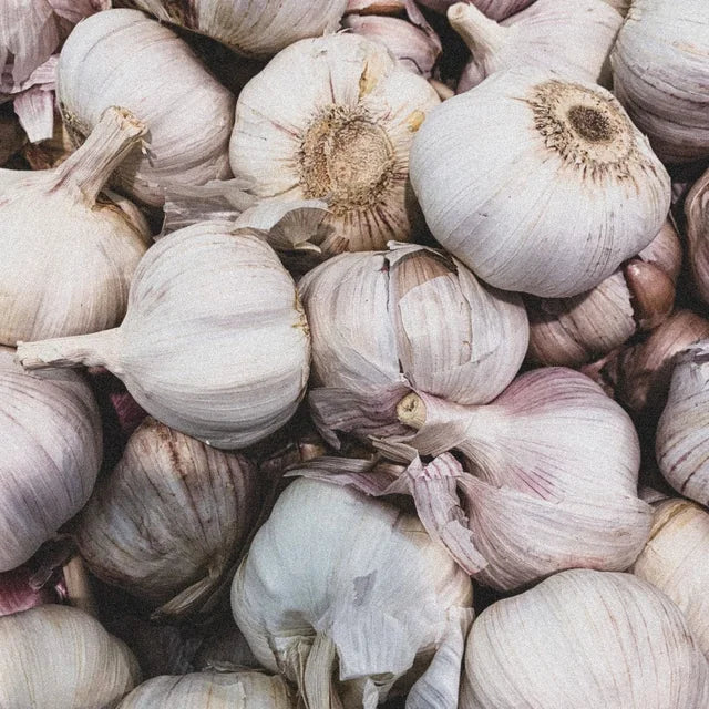 Garlic